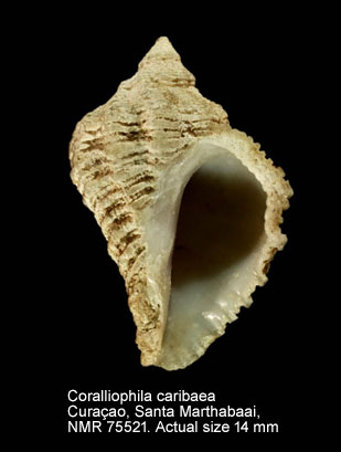 Coralliophila caribaea.jpg - Coralliophila caribaeaAbbott,1958